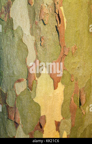 Die Textur der Baumrinde, Sycamore. schöne Rinde Muster. close-up. Stockfoto