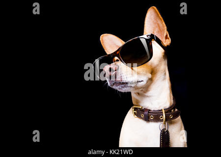 Cool trendige Posing chihuahua Hund mit Sonnenbrille sieht aus wie ein Modell, auf schwarzem Hintergrund Stockfoto