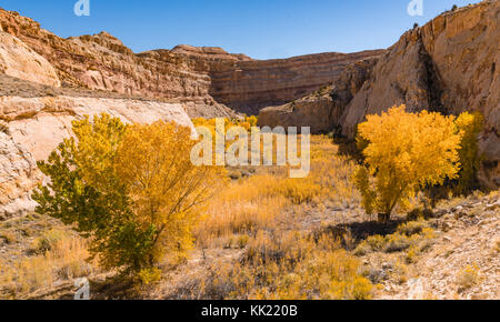 Herbstlaub im Capitol Reef National Park, Utah Stockfoto