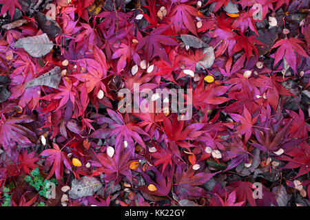 Teppich der Gefallenen roten japanischen Ahorn Blätter im Herbst. Stockfoto