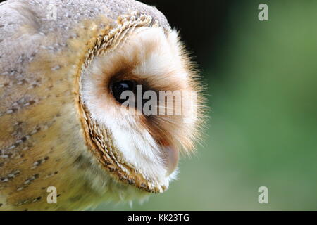 Schleiereule, Tyto alba, an der Walworth Castle Raubvogel Centre fotografiert. VEREINIGTES KÖNIGREICH Stockfoto