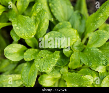 Nahaufnahme des grünen Löwenzahn Salat im Garten Stockfoto