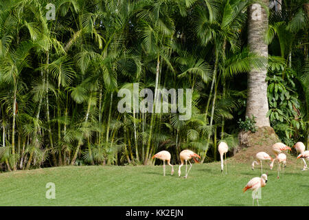 Gruppe von Flamingos auf Wiese mit Palm Tree Hintergrund - Stockfoto