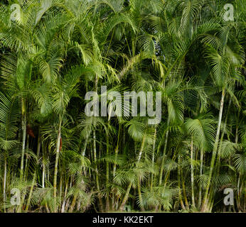 Palm Tree background-tropischen Dschungel, Palmen Stockfoto