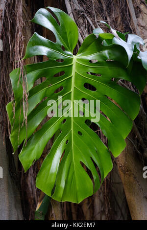 Philodendron Blatt - monstera Blatt, große Schatten pflanze Blatt mit Bohrungen Stockfoto