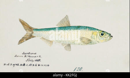 Southern Pacific fische Illustrationen von ZB. Clarke 41 Stockfoto