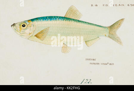 Southern Pacific fische Illustrationen von ZB. Clarke 55 Stockfoto