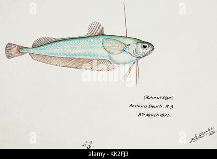 Southern Pacific fische Illustrationen von ZB. Clarke 68 Stockfoto