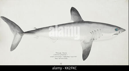 Southern Pacific fische Illustrationen von ZB. Clarke 93 Stockfoto