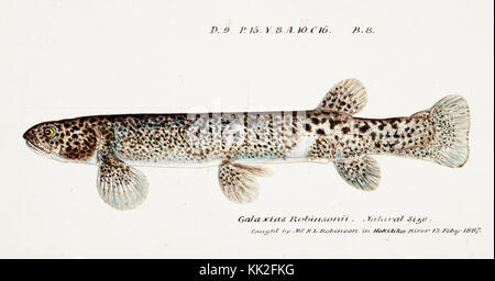 Southern Pacific fische Illustrationen von ZB. Clarke 98 Stockfoto