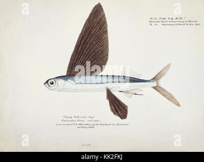 Southern Pacific fische Illustrationen von ZB. Clarke 96 Stockfoto