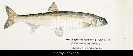 Southern Pacific fische Illustrationen von ZB. Clarke 100 Stockfoto