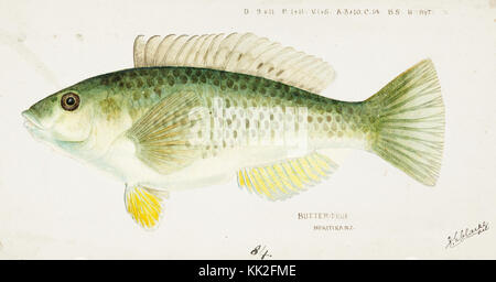 Southern Pacific fische Illustrationen von ZB. Clarke 113 Stockfoto