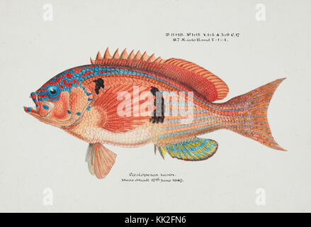 Southern Pacific fische Illustrationen von ZB. Clarke 9. Stockfoto