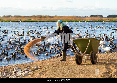 Burscough, Lancashire. UK. RSPB Winterfütterung. 28. November 2017. Brandgänse, Schwäne & kanadische Gänse Herde in der RSPB Wächter für das nächtliche Füttern Anruf bevor Sie sich für die Nacht bei der Martin bloße Naturschutzgebiet im Burscough, Lancashire. Credit: cernan Elias/Alamy leben Nachrichten Stockfoto