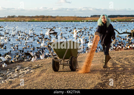 Burscough, Lancashire. UK. RSPB Winterfütterung. 28. November 2017. Brandgänse, Schwäne & kanadische Gänse Herde in der RSPB Wächter für das nächtliche Füttern Anruf bevor Sie sich für die Nacht bei der Martin bloße Naturschutzgebiet im Burscough, Lancashire. Credit: cernan Elias/Alamy leben Nachrichten Stockfoto