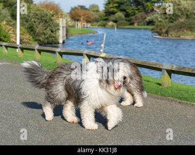 Old English Sheepdog gekreuzt mit Border Collie, außerhalb zu Fuß an einem sonnigen Tag in Großbritannien. Stockfoto