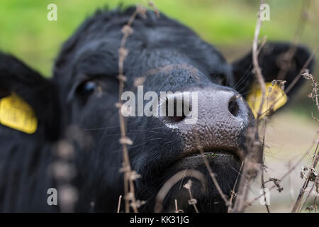 Kopf und Gesicht einer Kuh, auf die Nase, in die Kamera schaut. Stockfoto