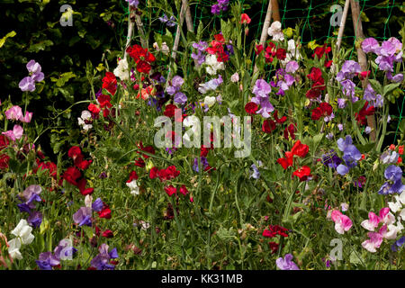Sweet pea Blumen wachsen in einem Garten Stockfoto
