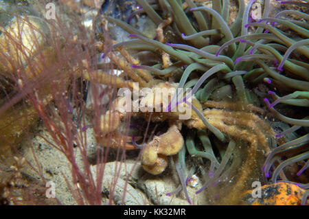 Lechs Spinnenkrabbe lebt im Schutz einer Schlangenanemone. Stockfoto