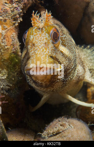 Porträt einer tompot blenny, Sussex, UK Stockfoto