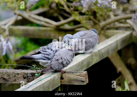 Tauben aus Holz (Columba palumbus) in einem Garten. Kent, England, Stockfoto