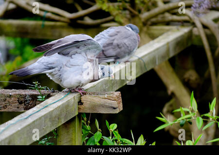 Tauben aus Holz (Columba palumbus) in einem Garten. Kent, England, Stockfoto