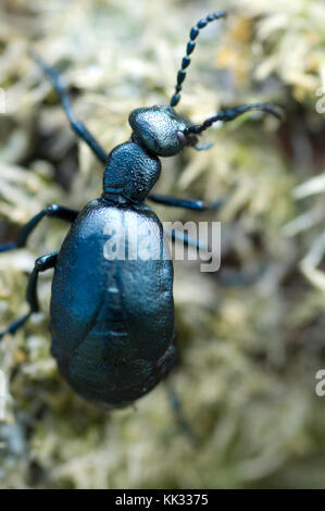 Veilchenölkäfer Meloe violaceus Stockfoto