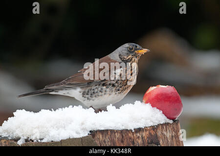 - Wacholderdrossel Turdus pilaris auf Schnee. Winter. de Stockfoto