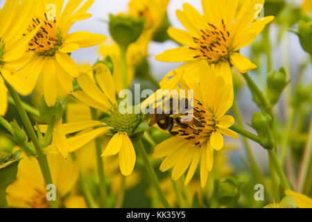 Bumble Bee sammelt Pollen auf gelbe Blumen in einem Garten Stockfoto