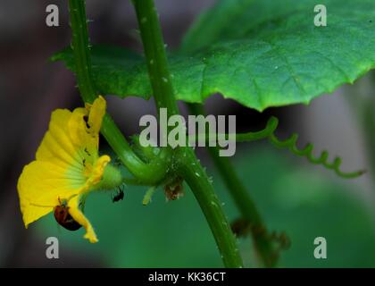 Close-up - Makro - Ansicht von kleinen Insekten auf einer schönen gelben Farbe - kleine Gurken cucumis Sativus - Blume in einem Garten. Stockfoto