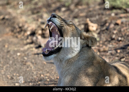Müde Lion im Krüger National Park, Südafrika Stockfoto