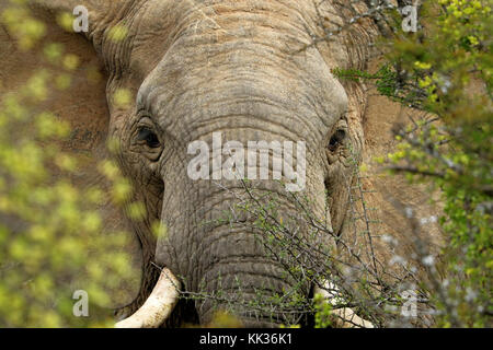 Elefanten im Addo Elefanten Nationalpark, Südafrika. Stockfoto