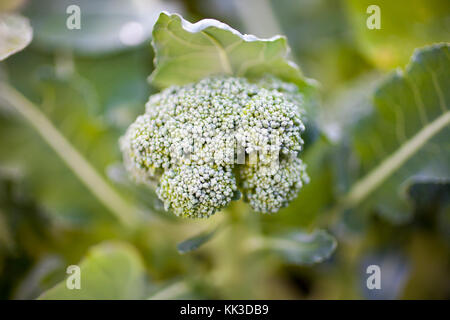 Brokkoli im Garten anbauen Stockfoto