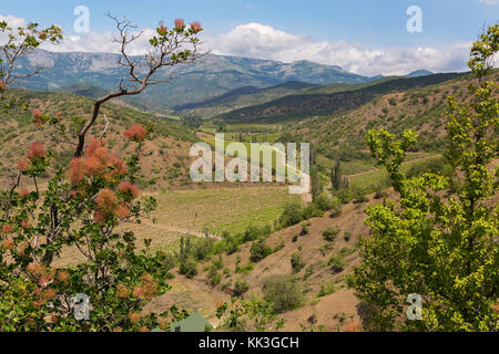 Smoketree auf dem Hintergrund der Sommer Landschaft der Krimberge Stockfoto