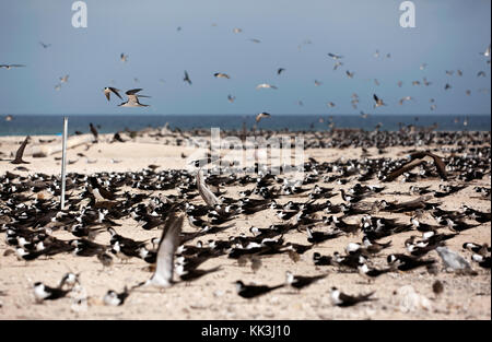 Ein großer Vogel Kolonie auf Michaelmas Cay, bestehend hauptsächlich aus Ruß und Crested Seeschwalben Seeschwalben Stockfoto