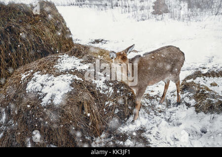 Junge schöne Hirsche im Winter schneebedeckten Wäldern an den Trog mit Heu. Menschen die Tiere füttern im Winter. Stockfoto