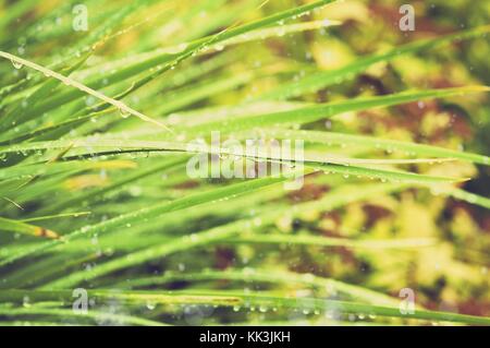 Lange grüne Blätter im Garten mit Regentropfen, getönten Foto Stockfoto