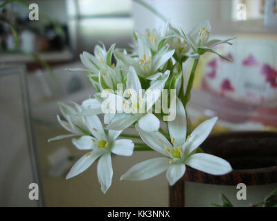 Der Stern von Bethlehem, der oft mit der Krippengeschichte Jesu Christi in Verbindung gebracht wird, ist ein Symbol in der christlichen Tradition. Er stellt den Leitstern dar, der die drei Weisen zum Geburtsort Jesu führte. Stockfoto