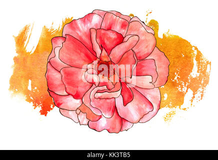 Ein Aquarell Zeichnung eines lebhaften Rosa Rose Blume mit einem goldgelben Pinselstrich auf einem weißen Hintergrund. dekoratives Element für eine Grußkarte oder Stockfoto