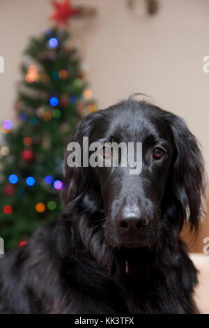 Flat Coated Retriever schwarz, junger Hund sitzend durch Weihnachtsbaum Stockfoto