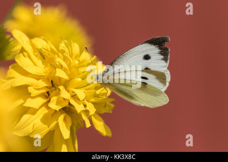 Großes Weiß, Pieris brassicae, Schmetterling auf einer gelben Blume sitzend, Skåne, Schweden Stockfoto