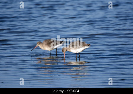 Schwarz betaillte Godwits bei Flut Stockfoto