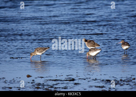 Schwarz betaillte Godwits bei Flut Stockfoto