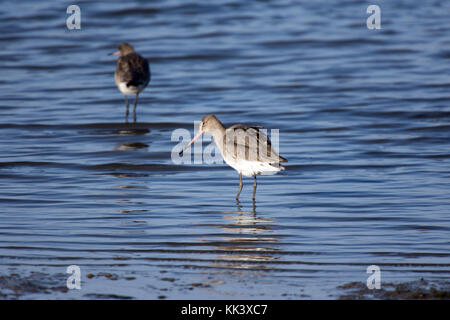 Schwarz betaillte Godwits bei Flut Stockfoto