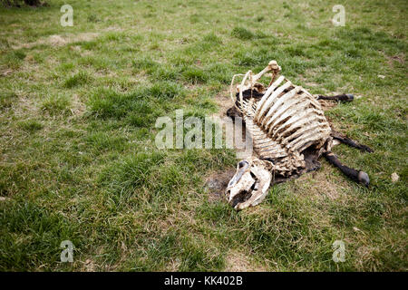 Skelett mit Beine der tote Kuh zerlegen auf Gras Stockfoto