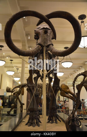 New York city, usa - Juni 9, 2014: historischen American Museum of Natural History in New York City auf Jan 6 2014. Dieses Museum am Central Park West in 1 gegründet wurde. Stockfoto