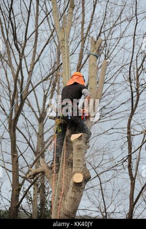 Mann in Schutzkleidung Schutzkleidung arbeiten, auf einen Baum und die Antenne Kettensäge arbeiten, Entasten, Beschneiden, schnitt den Baum, Wales, Großbritannien Stockfoto