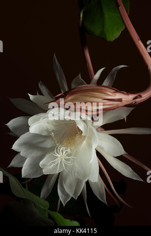 Die Nacht blühende Cereus blüht in der Regel nur einmal im Jahr und die Blüten nur für eine Nacht. Stockfoto