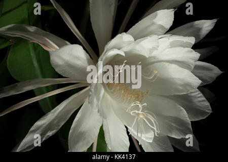 Die Nacht blühende Cereus blüht in der Regel nur einmal im Jahr und die Blüten nur für eine Nacht. Stockfoto